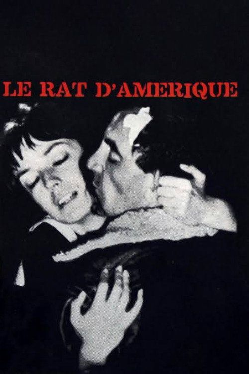 Le rat d'Amérique
