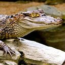 caimans