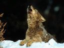 WolfundEule