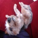 dascrufster