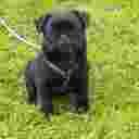 cleolechien
