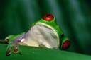 GreenFrog
