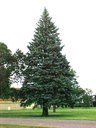 spruce