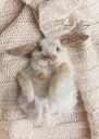 canardlapin