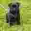 cleolechien