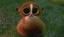 kiwivogel