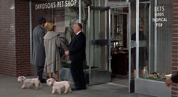 Man Walking Dogs Out of Pet Shop