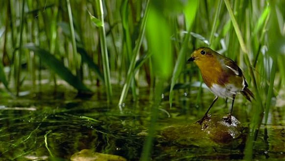 Shot #276729