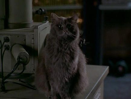 Schrödinger (Quinn's Cat)