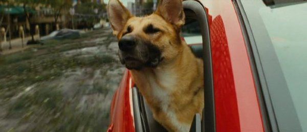 Samantha (Sam), the dog