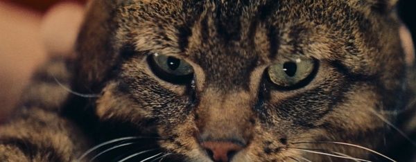 The Cat