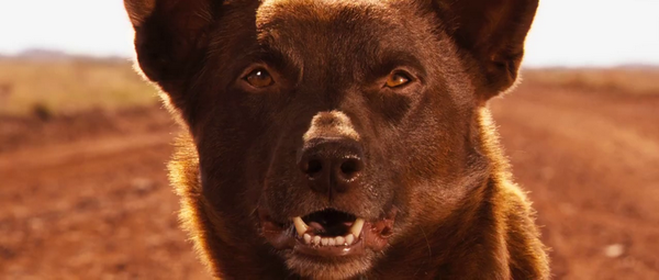 Red Dog