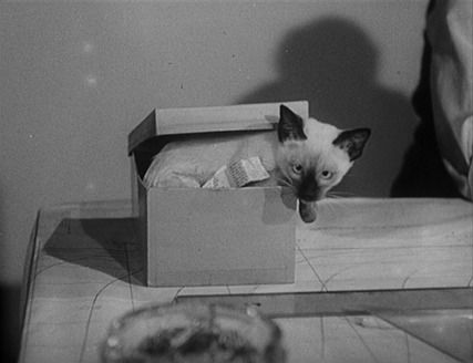 Cat People