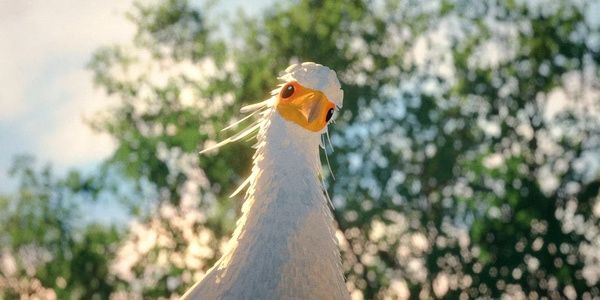 Secretary Bird