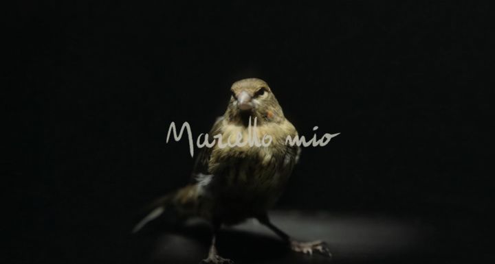Title screen of Marcello Mio
