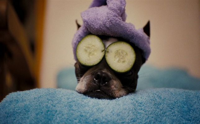 Best snapshot from Hotel for Dogs